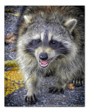 2014 - Rocky Raccoon - Toronto, Ontario - Canada