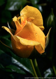 2015 - Yellow Rose, Rosetta McClain Garden - Toronto, Ontario - Canada