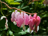 2015 - Bleeding Hearts, Edwards Garden - Toronto, Ontario - Canada