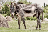 2015 - Toronto Zoo, Ontario - Canada