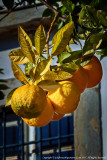 2015 - Vila Adentro -  Faro, Algarve - Potugal