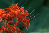 2015 - Allan Gardens - Toronto, Ontario - Canada