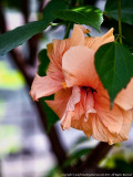 2015 - Allan Gardens - Toronto, Ontario - Canada