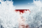 2015 - Scarborough Bluffers Park - Toronto, Ontario - Canada (Infrared)