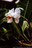 2015 - Allan Gardens - Toronto, Ontario - Canada