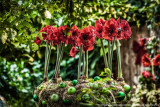 2015 - Allan Gardens - Toronto, Ontario - Canada
