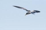 Little Tern - Smtrna