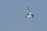 Little Tern - Smtrna