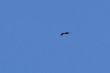 Black Kite - Brunglada