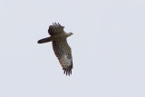 European Honey Buzzard - Bivrk