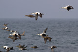 Common Eider - Ejder