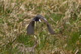 Citrine Wagtail - Citronrla