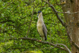 Black-crowned Night Heron - Natthger