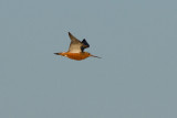 Bar-tailed Godwit - Myrspov