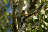 Garden Warbler - Trdgrdssngare