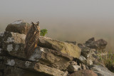 Long-eared Owl - Hornuggla