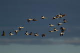 Common Eider - Ejder