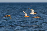 Bar-tailed Godwit - Myrspov