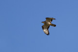 Honey Buzzard - Bivrk