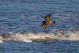 Leachs Storm-petrel - Klykstjrtad stormsvala