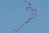 Bar-tailed Godwit, Red Knot - Myrspov, kustsnppa