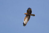 European Honey Buzzard - Bivrk