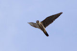 Peregrine Falcon - Pligrimsfalk