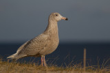 Glaucous Gull - Vittrut