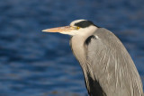 Grey Heron - Grhger