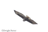 Harlans Red-tailed Hawk dark-morph