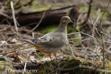 Mourning Dove