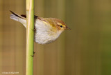 Chiffchaff