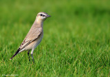 Isabelline Wheatear