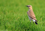 Isabelline Wheatear