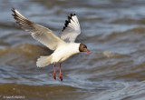 Black-headed Gull