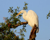 egrets_herons