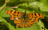 Comma