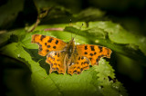 A Comma Butterfly
