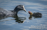 A Coot and Baby