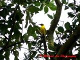 Black Naped Oriole