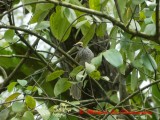 Straw-Headed Bulbul - Endangered Species
