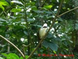 White Crested Laughing Thrush