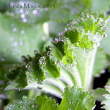 12th May 2013 - Alchemilla mollis