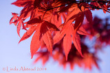 29th April 2014 - acers for the ACES