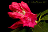 7th May 2014 - emerging