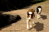 17th July 2014 - frolics