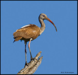 immature ibis.jpg