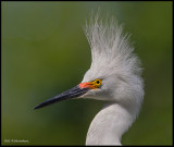 snowy egret w breeding crest portrait.jpg