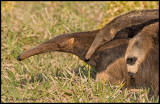 anteater mom and baby.jpg