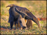 anteater w baby looking.jpg